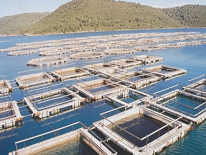 Balık üretiminde çiftliklerin payı artıyor