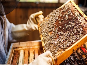 Arı sütü tok tutuyor