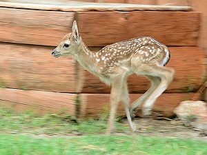 İzmir Doğal Yaşam Parkı'na yeni misafir