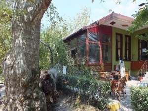 700 yıllık çınar devrildi