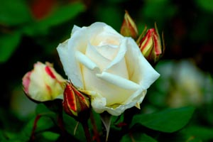 Ramazanın her gecesi bir nida edici şöyle seslenir