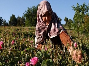 Isparta gülünde tehlike çanları