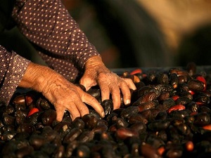 İsrail Hurmalarını Satın Almayın kampanyası