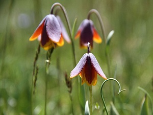 Ters laleler tehlike altında