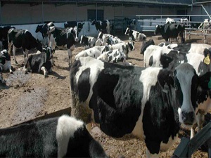 Türkiye'nin en yağlı sütü Yozgat'ta