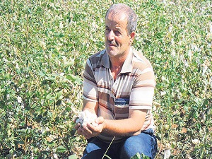Pamuğu kuraklık değil, yağış vurdu
