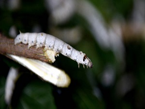 Ayda 5 bin lira kazandıran böcek