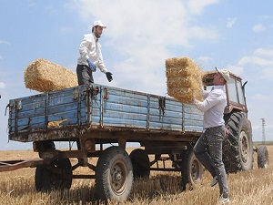 5 litre mazota bir dekar saman