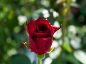 Ramazandaki Cumanın diğer Cumalara üstünlüğü...