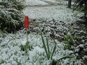 Şehit Annesi: "Oğlum bir melekti"