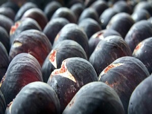 İncirden gelen şifa…