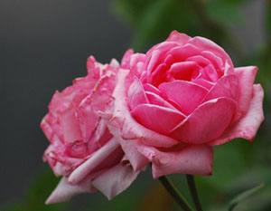 Hayır, büyüklerinizle beraberdir