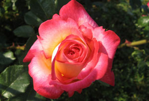 Güzel yazı hakkı ve hakikati daha fazla açıklar