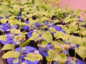 Suda yetiştirilen bitkilere kuraklık stresi