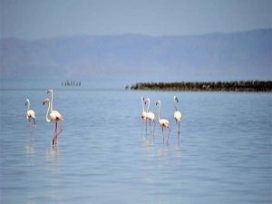 'Flamingo cenneti' mezarlığa dönüşüyor