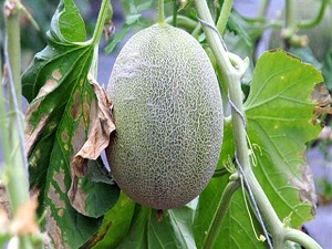 Sırıkta domatesten sonra sırıkta kavun yetiştirmeye başladılar