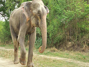 Filin Özgürlük gözyaşları