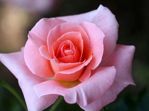 Sadaka yerine ulaşıncaya kadar yüz kişinin elinden geçse