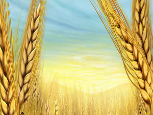 Bu ülkede Hıristiyanlar da zekat veriyor