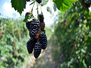 Açıkta böğürtlen hasadı başladı