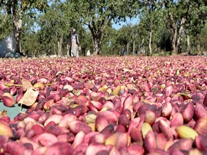 Antep fıstığı lideri: Şanlıurfa