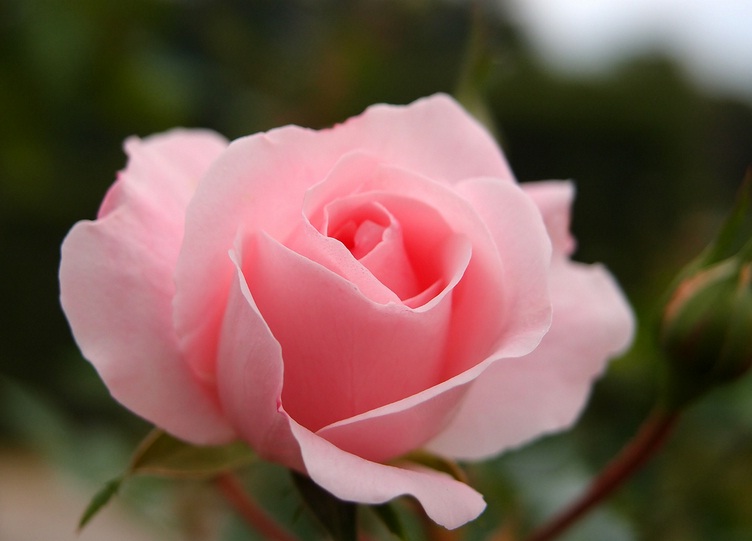 Bir şey seni tereddüde sevkedip içini kurcaladığında onu terket