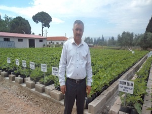 İncir Araştırma Yılda 20 Bin İncir Fidanı Üretiyor