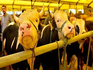 Kurbanlıklar İstanbul’da