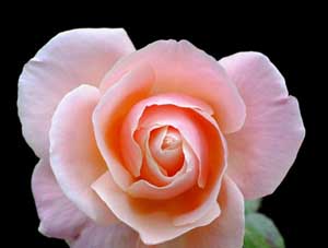 Her sabah ve akşam şöyle de