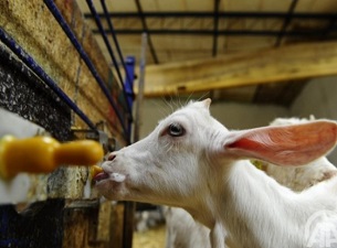 Keçi sütü yok satıyor