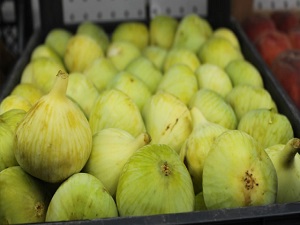 Erkenci İncir'in kilosu 3 TL