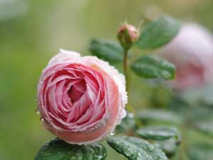 Mü'min akıllıdır, basiretlidir ve tedbirlidir