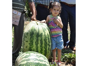 58 kilogram ağırlığında karpuz üretildi