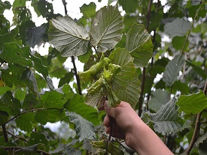 Mevsimlik işçi yevmiyeleri belirlendi