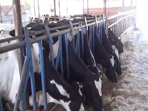 Bu inekler ilahi dinliyor