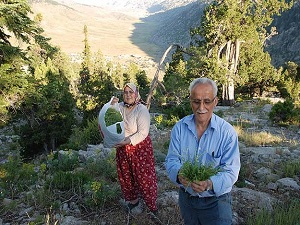 Akseki'den şifa kaynağı kekik