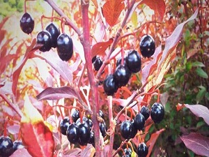 Faydaları saymakla bitmiyor