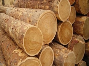 Orman ürünleri ihracatı 2 milyar doları aştı