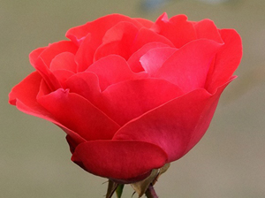 Dua edenin ortakları şunlardır