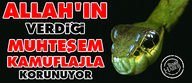 Allah'ın verdiği muhteşem kamuflajla korunuyor