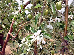 Elma ağaçları yazın ortasında çiçek açtı