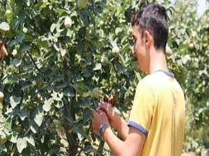 Çiftçinin 'erken uyarı' memnuniyeti