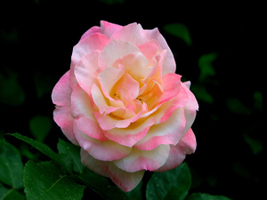 Dua mü'minin silahı, dinin direği, göklerin ve yerin nurudur