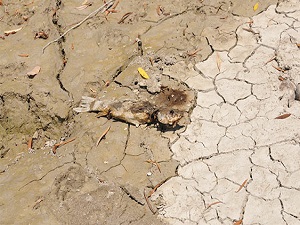 ‘Çiftçi 10 aydır kuraklık çekiyor’