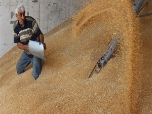 Hububat fiyatları çiftçinin yüzünü güldürdü