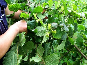 Fındıkta rekolte tahmini: 514 bin ton