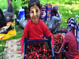 Kiraz ihracatına yağış darbesi