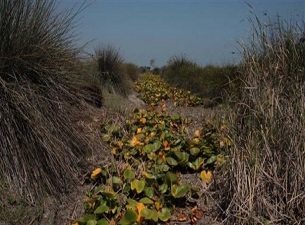 Kızılırmak Deltası'nda kuraklık tehdidi