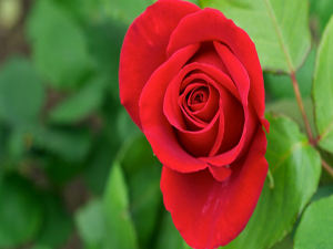 Ağarmış saç mü'minin nurudur