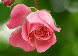 Sadaka yetmiş çeşit kötülüğü önler